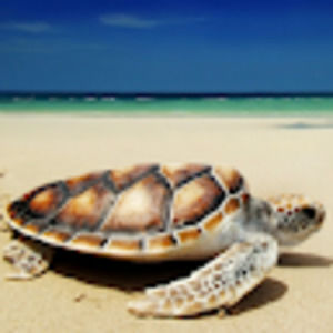 Meet your Posher, Cassidy